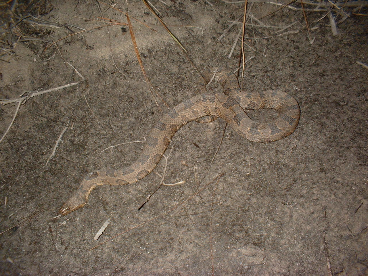 brown water snake1.JPG [559 Kb]